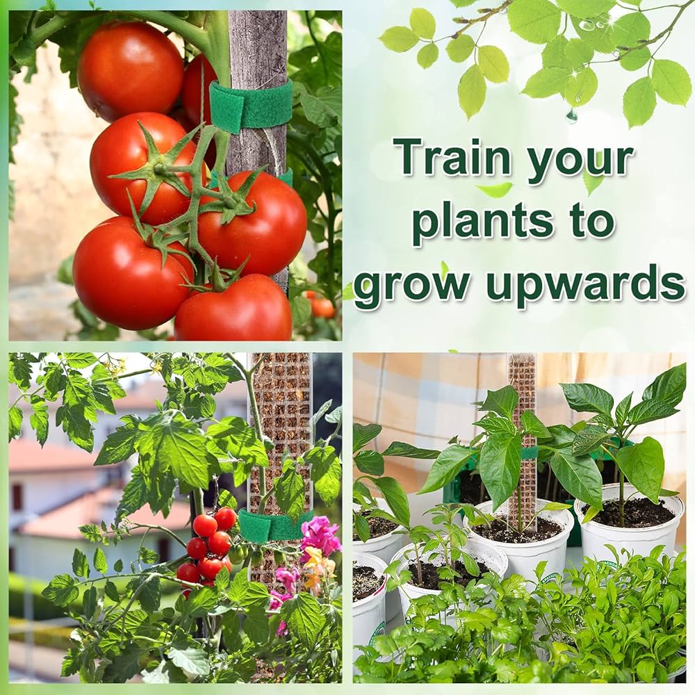 Amazon.com : 24 Inch Moss Pole for Botany, Reusable Semi